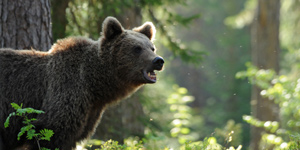 Government bond yields sink to record lows on double dip fears