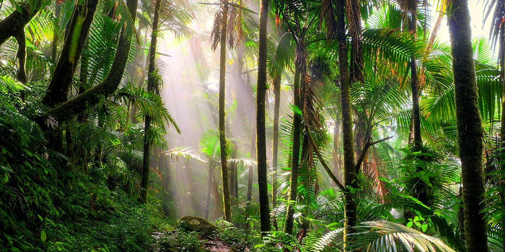 Nature markets valued at $10tn annually, study finds | Citywire Selector