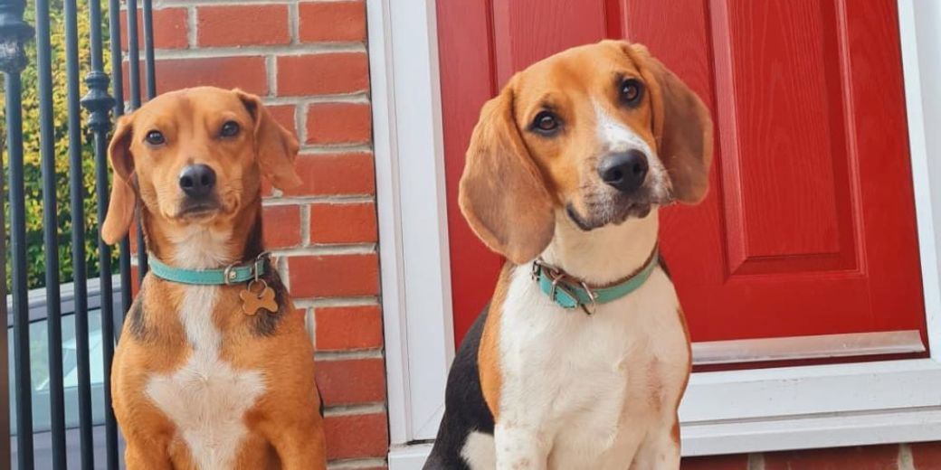 Crypto, AIM and fake beagles: Our 35 under-35s’ biggest investment mistakes