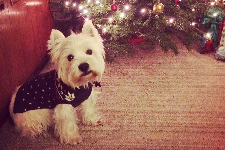 Westie hot sale christmas jumper