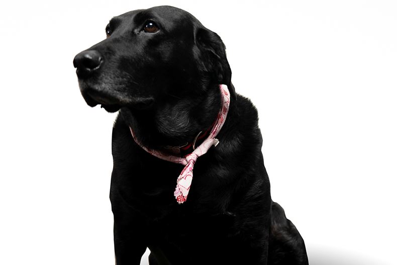 Puparazzi! 20 RIAs' pet pics of their furry friends